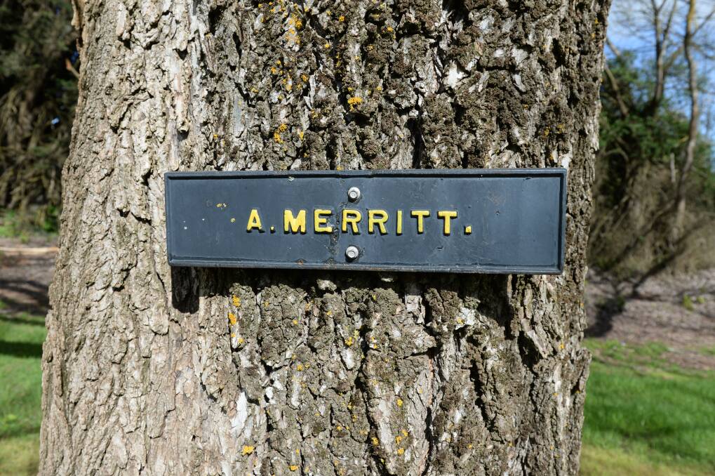 COMMEMORATION: The tree commemorating Arthur Merritt. Photo: Kate Healy