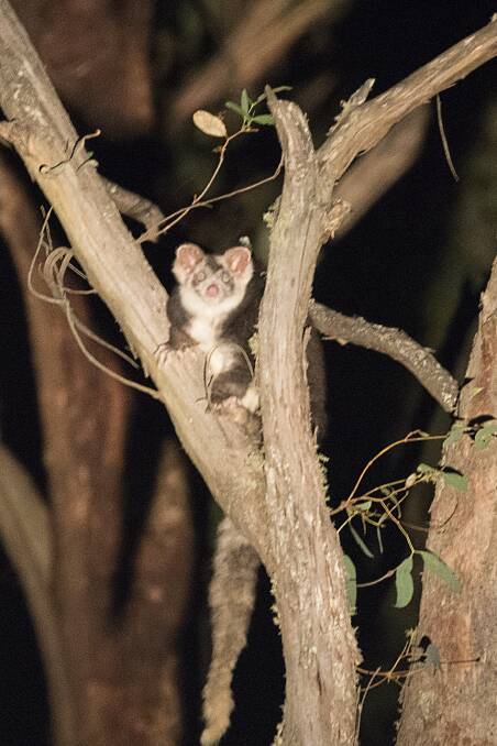 THREATENED: The exquisite greater glider, pictured in the Wombat State Forest, is at risk due to a series of upcoming planned burns. Photo: Gayle Osborne 