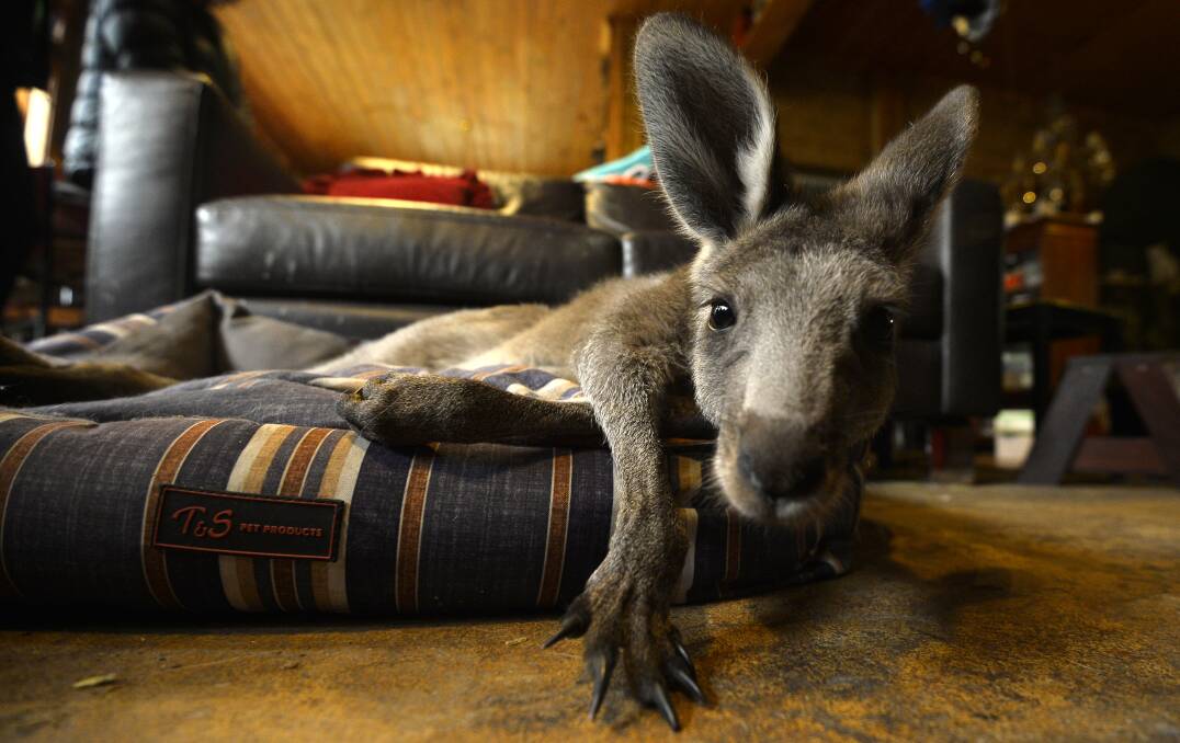 HELLO THERE: Rehabilitating kangaroos love to recline in medium sized dog beds. Photo: Dylan Burns