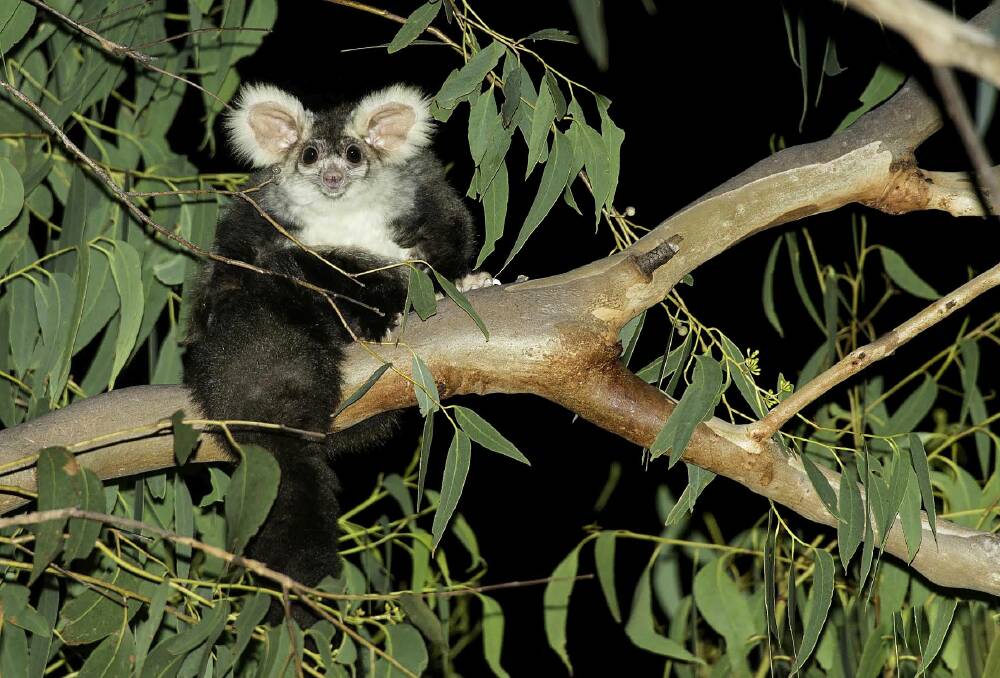 Greater Glider's are one of the species that are part of the citizen's science project to look for threatened species in the Wombat and Cobaw forests. Picture: Matt Wright
