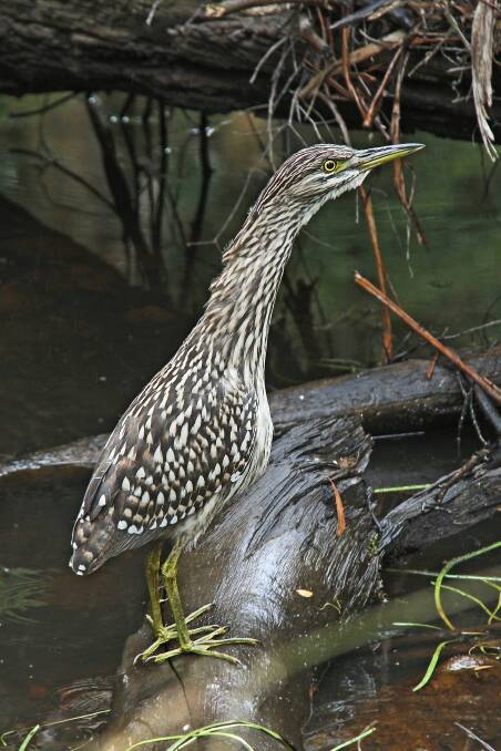 Protected: A juvenile Nankeen Night Heron on the Werribee River. Wombat Forest extends on either side of the Great Dividing Range. Picture: Gayle Osborne.