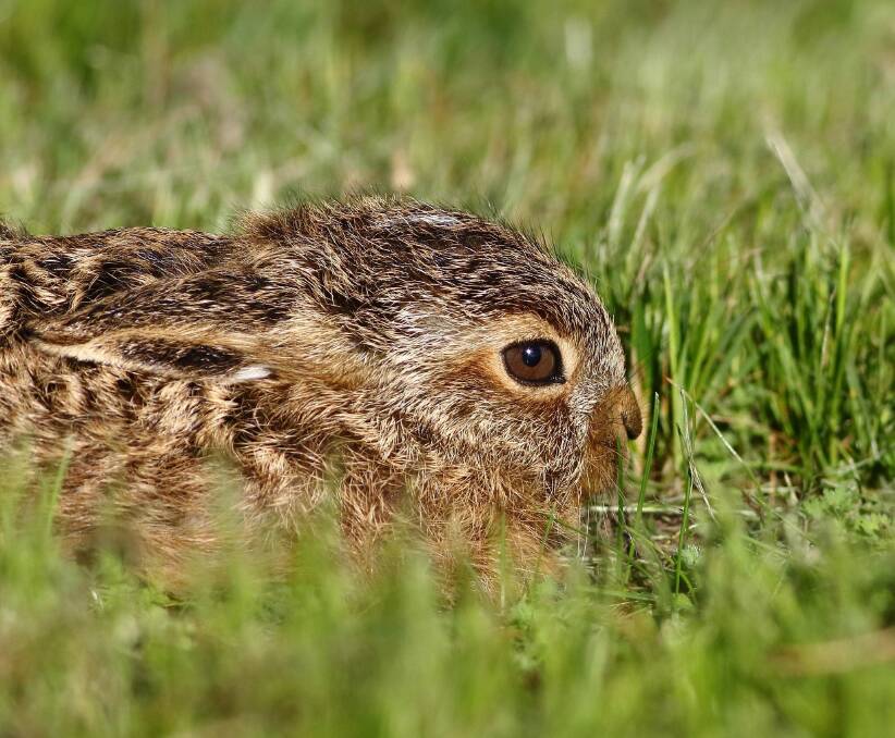 DIFFERENCES: Young hares are born furred with their eyes wide open, ready to run. Picture: Mary Hartney. 