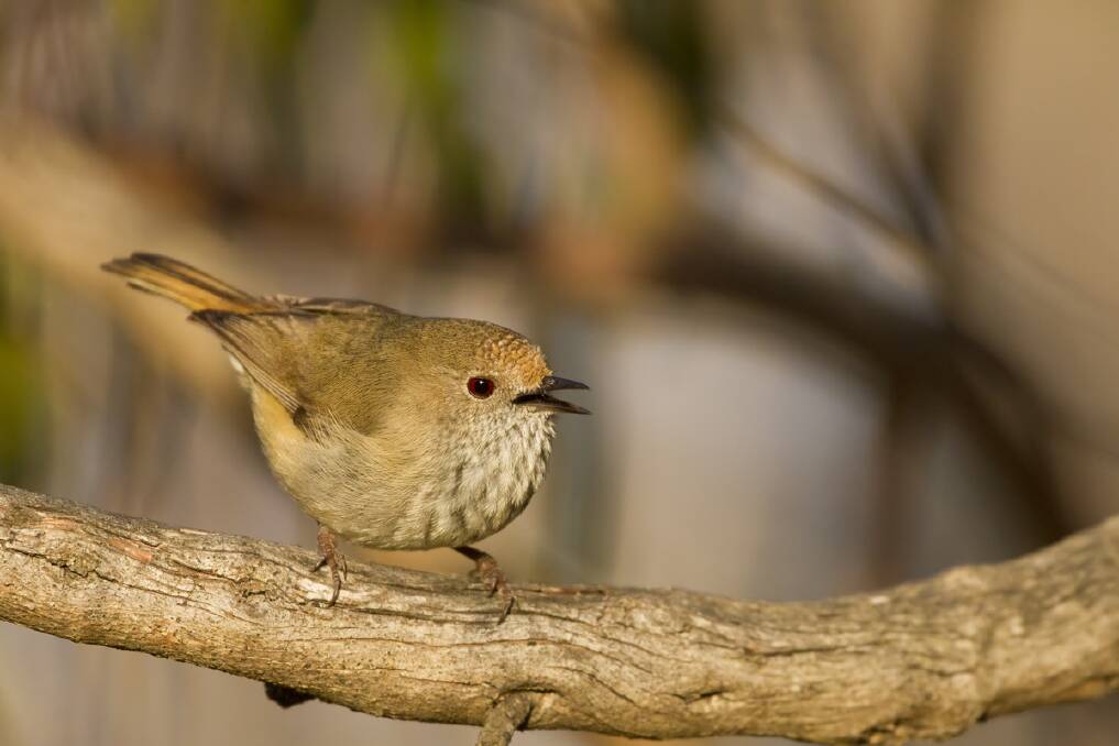 HABITAT: Brown thornbills live in evergreen eucalypt forests that have mild winters. Picture: Patrick Kavanagh