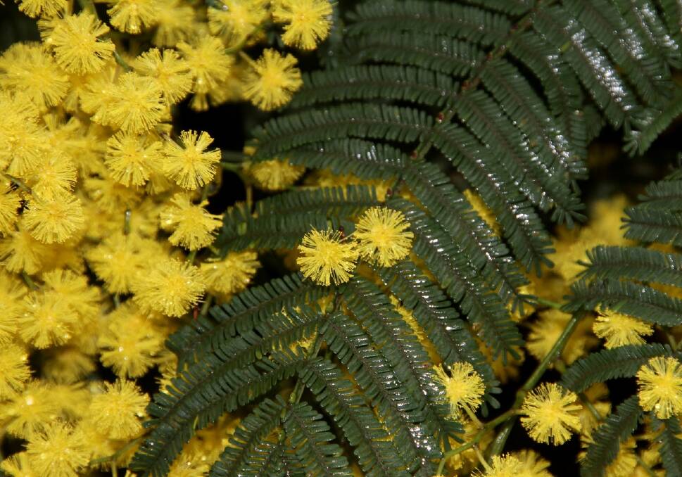 REMARKABLE: A dwarf silver wattle, Acacia nanodealbata, one of the rarer plants found in the Wombat Forest. Picture: Russell Best