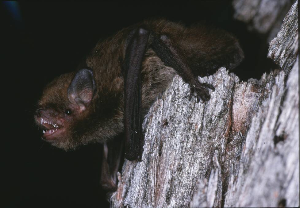 FEEDING TIME: A large forest bat, Vespadelus darlingtoni. Picture: Lindy Lumsden