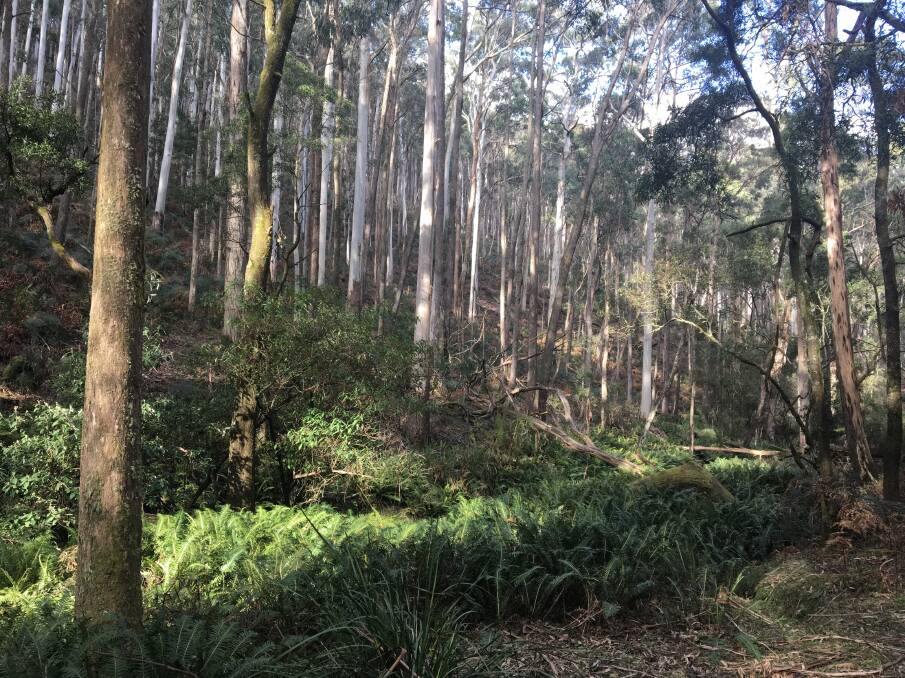 AVOIDING TRAGEDY: The Nolan's Creek Picnic Ground, which would be in the proposed Wombat-Lerderderg National Park, is among areas that need protection.