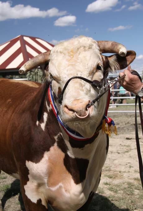 A friendly face at the livestock competition.