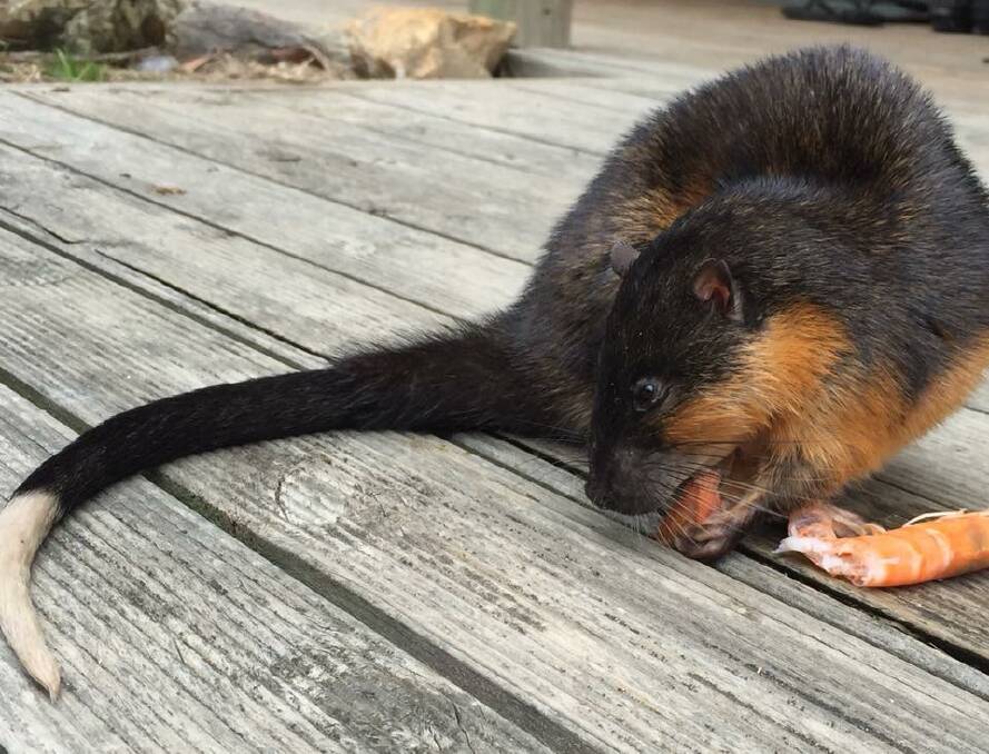 CUNNING: Australian water rats, or rakalis, are master predators of lakes and estuaries, fulfilling a similar ecological role as the otter in Europe. Picture: Cory Young