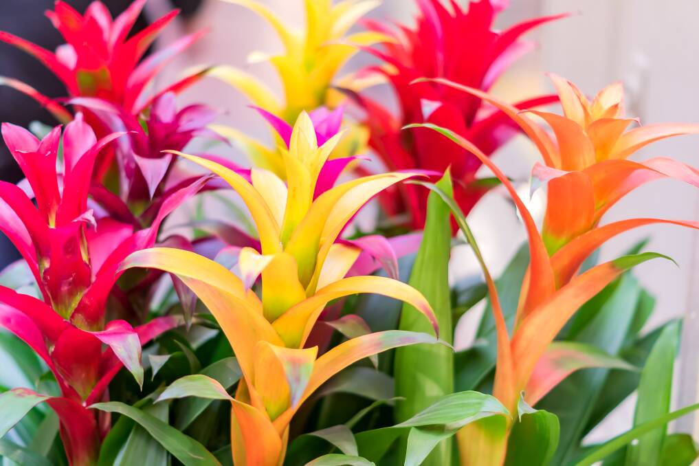 INFORMATIVE: Daylesford & District Horticultural Society will host a talk on bromeliads on Tuesday, April 2.
