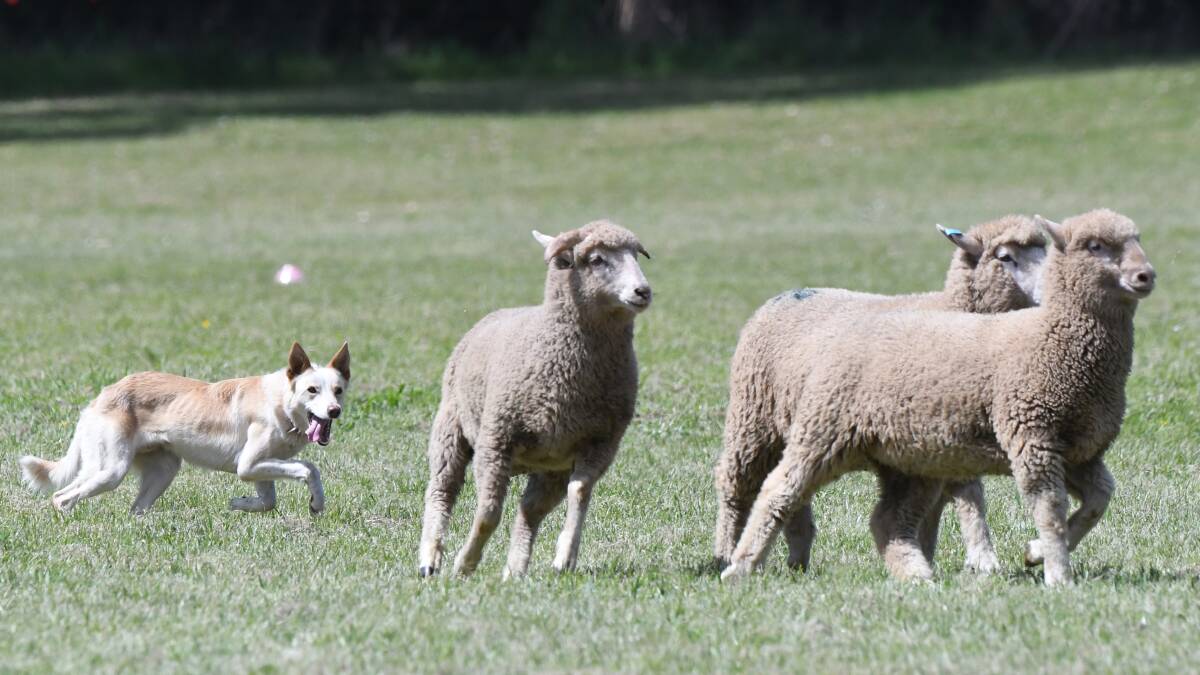 STALKING: Sheep dog Shine herds a mob of three sheep under the command of his owner Barry Paton through a testing course in front of a crowd of about 250 people at the Dean and District Sheep Dog Trials. Pictures: Kate Healy