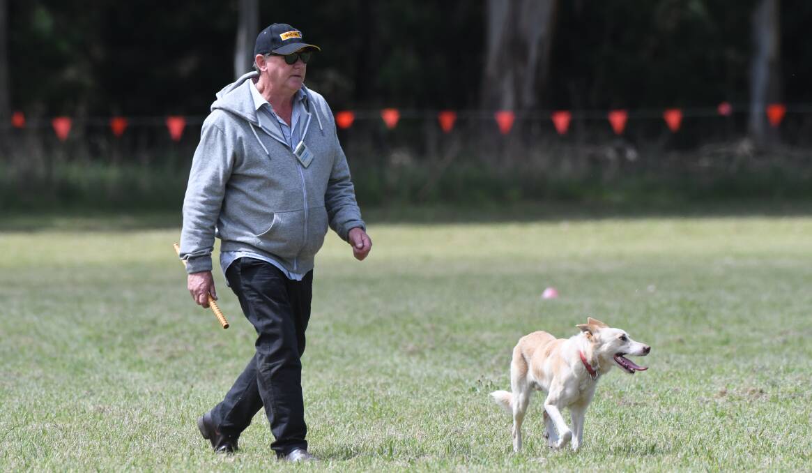 TEAMWORK: Koroit handler Barry Paton and his dog Shine walk back to the crowd after moving the sheep around the obstacles and into the pen.
