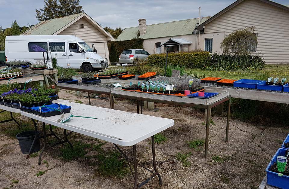 GONE: Rebecca Sprosen returned home from Woodend Farmer's Market to find $5000 of herb seedlings had been stolen, leaving tables bare and damaged at her Allendale Nursery.