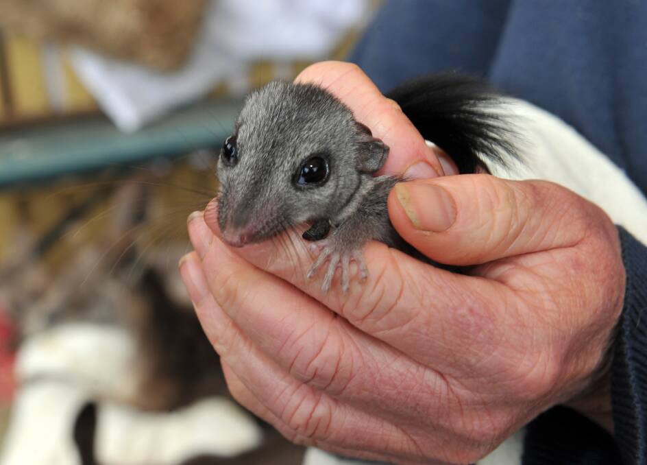 A baby Brushtail Phascogale at the Hepburn Wildlife Shelter. Picture: Julie Hough