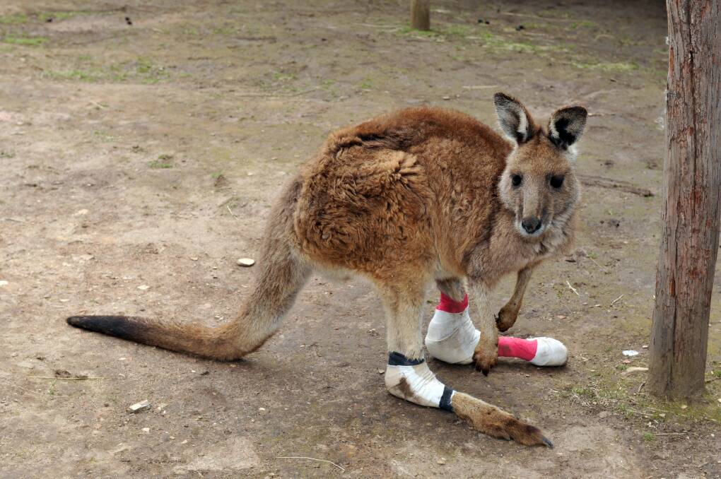 A kangaroo is nursed back to health at the Hepburn Wildlife Shelter. Picture: Julie Hough. 