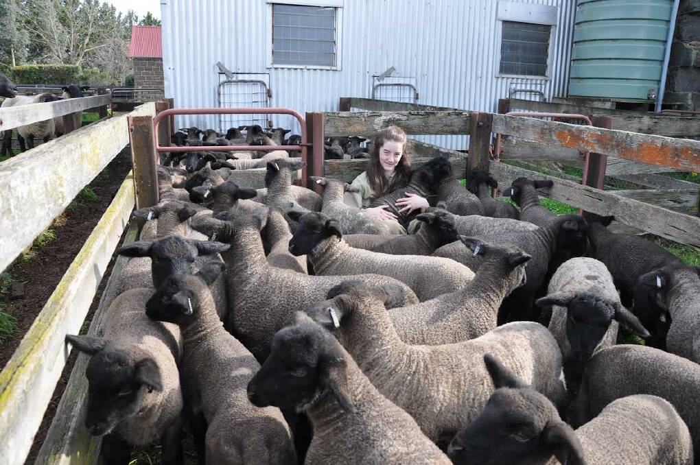 FOR THE LOVE OF LAMB: Deva Weitman's daughter with a pen of lambs at Blue Rock Suffolk Stud. Picture: Deva Weitman. 