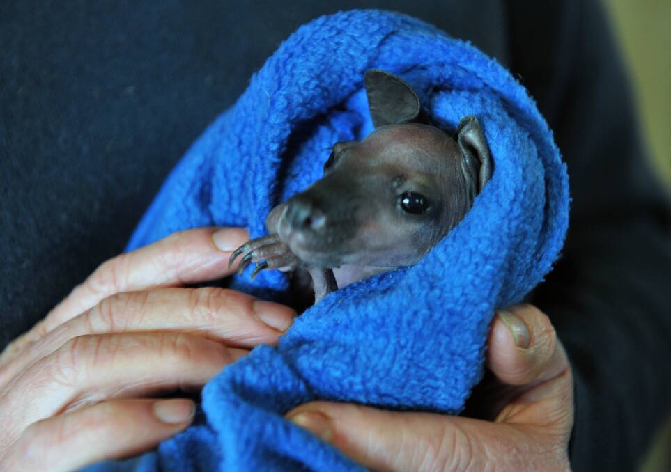 A three-month old wallaby at the Hepburn Wildlife Shelter. Picture: Julie Hough