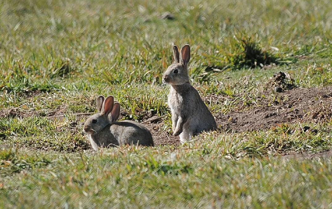 WILD: Community groups can apply for grants to manage wild rabbits. 