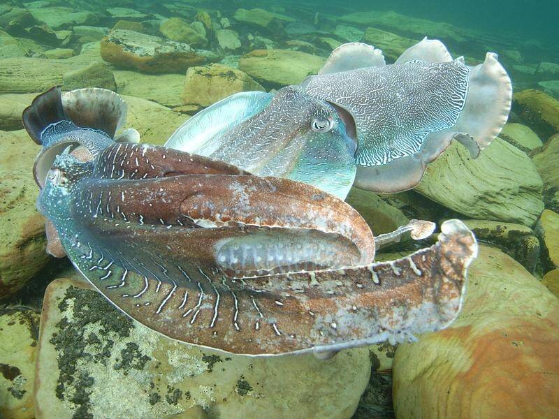 The number of giant cuttlefish in South Australia's upper Spencer Gulf are on the rise.