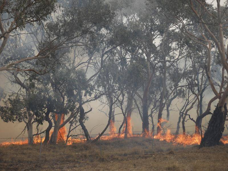 The NSW bushfire season was the most devastating in the state's history.