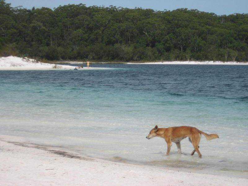 Dingoes on Queensland's Fraser Island are being monitored after a boy was bitten.