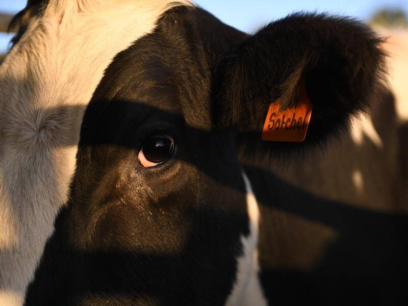 Cattle producers have voted to set up a new peak industry body. (Tracey Nearmy/AAP PHOTOS)