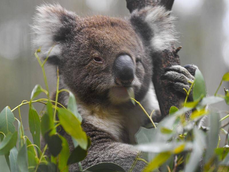 A federal environment department official says the koala census is on track to begin by July.