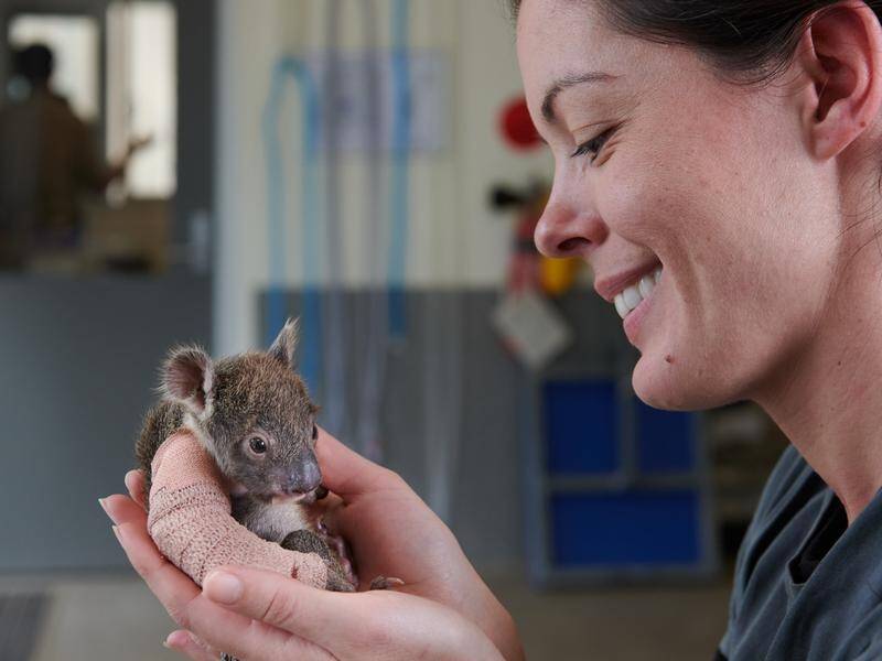 A koala joey is recovering at Werribee Zoo after falling from a tree and breaking her arm.