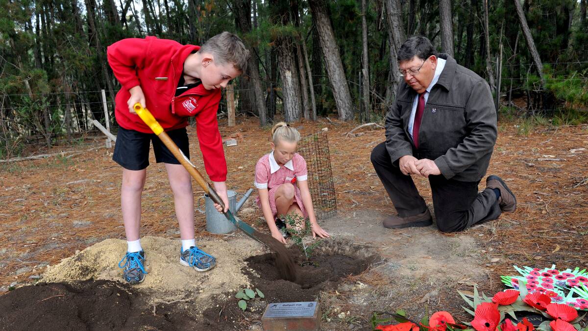 Hepburn Primary School is one of the first primary schools in Victoria to participate in the Gallipoli Oaks Project. Grade 6 students Brayden and Sunday plant a Holly Oak tree watched on by Daylesford RSL's Robert Oonk, in the school grounds in the lead up to Anzac Day.
Picture: JULIE HOUGH 