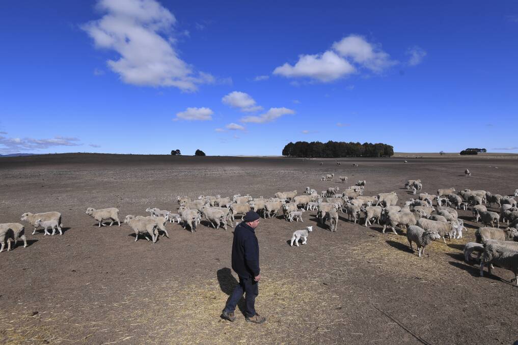 Hard times: Farmer Ian Cargill inspects a flock of sheep on Billaglen farm near Braidwood, NSW, last week. The NSW government on Wednesday declared that 100% of the state was impacted by drought.